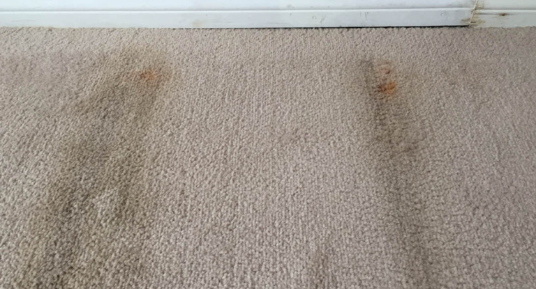 Carpet Cleaning