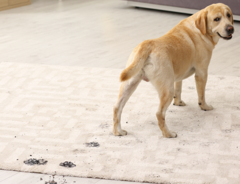 Carpet Clean With Dogs